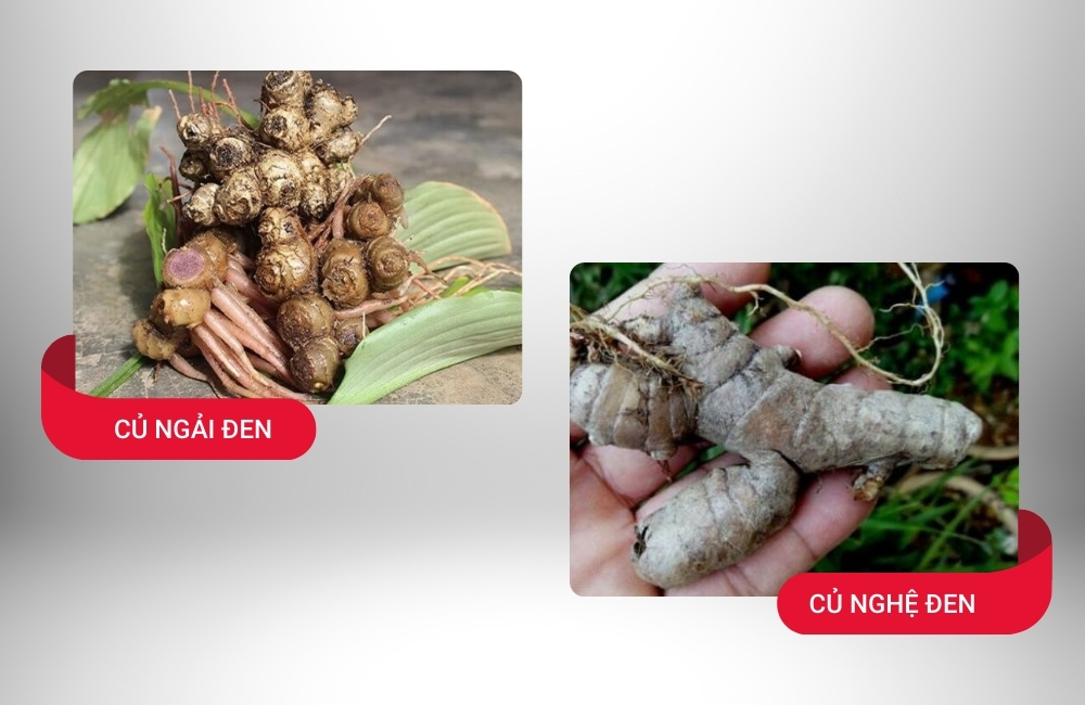 Củ ngải đen khác củ nghệ đen.