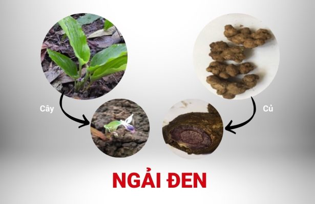 Hình ảnh nhận biết cây ngải đen bao gồm lá, hoa và củ.