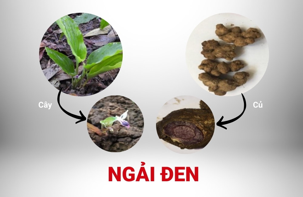 Hình ảnh nhận biết cây ngải đen bao gồm lá, hoa và củ.