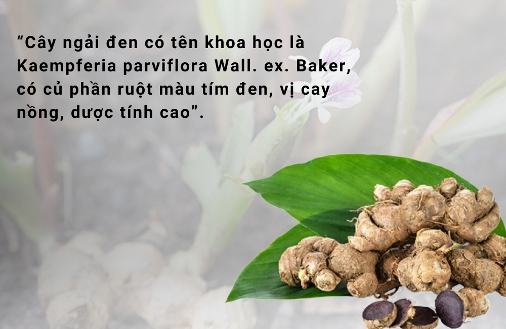 Củ ngải đen có phần ruột màu tím đen, vị cay nồng, dược tính cao.
